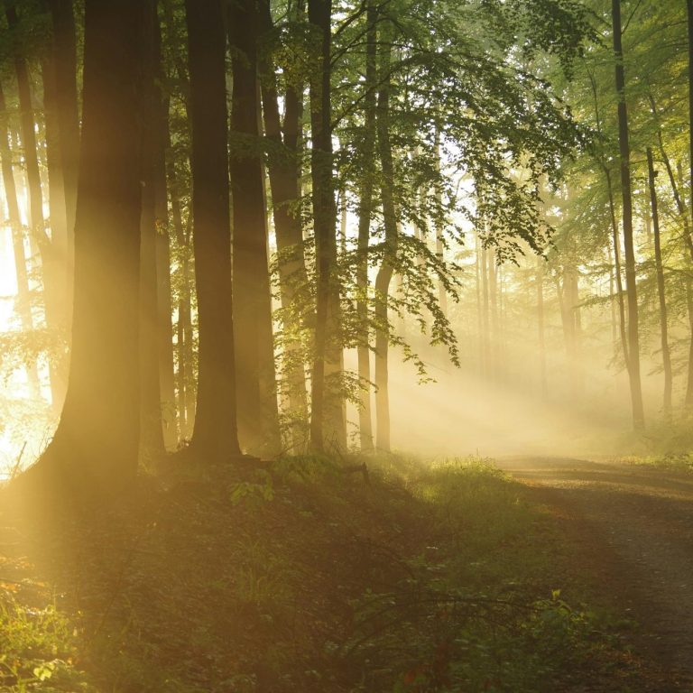 Morgensonne scheint durch einen Waldweg, umgeben von dichten Bäumen und Nebel.