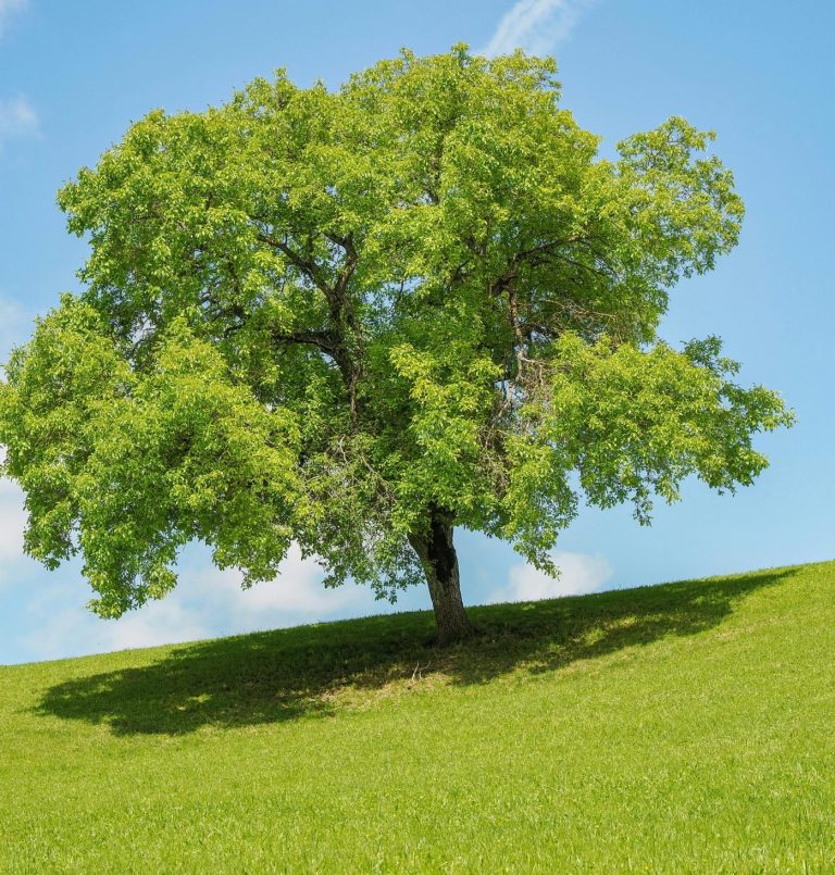 Weißbuche symbolisiert Naturcoach Ein großer, grüner Baum auf einer sanften, grünen Wiese unter blauem Himmel.