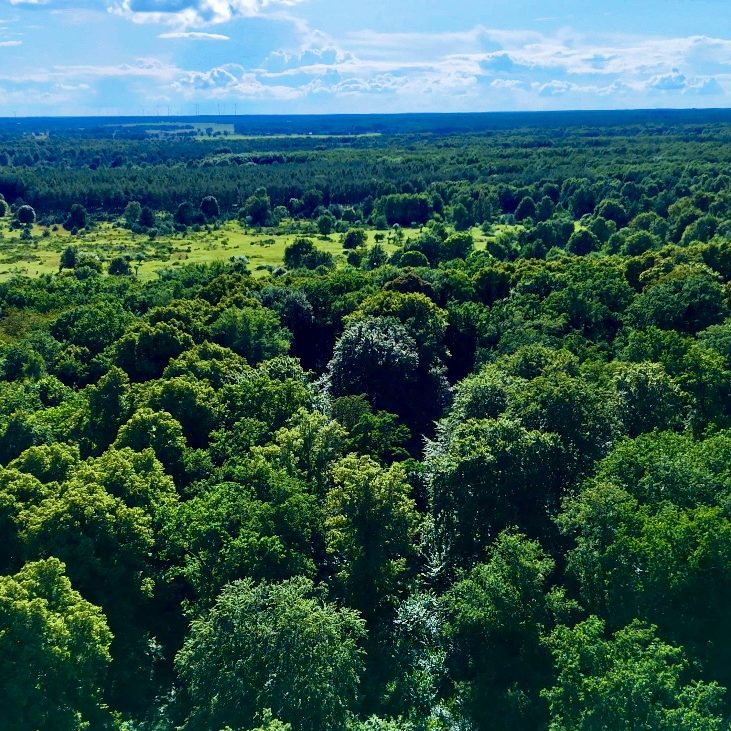 Vogelperspektive Grüne Baumkronen und ein weitläufiger, sonniger Wald unter blauem Himmel.